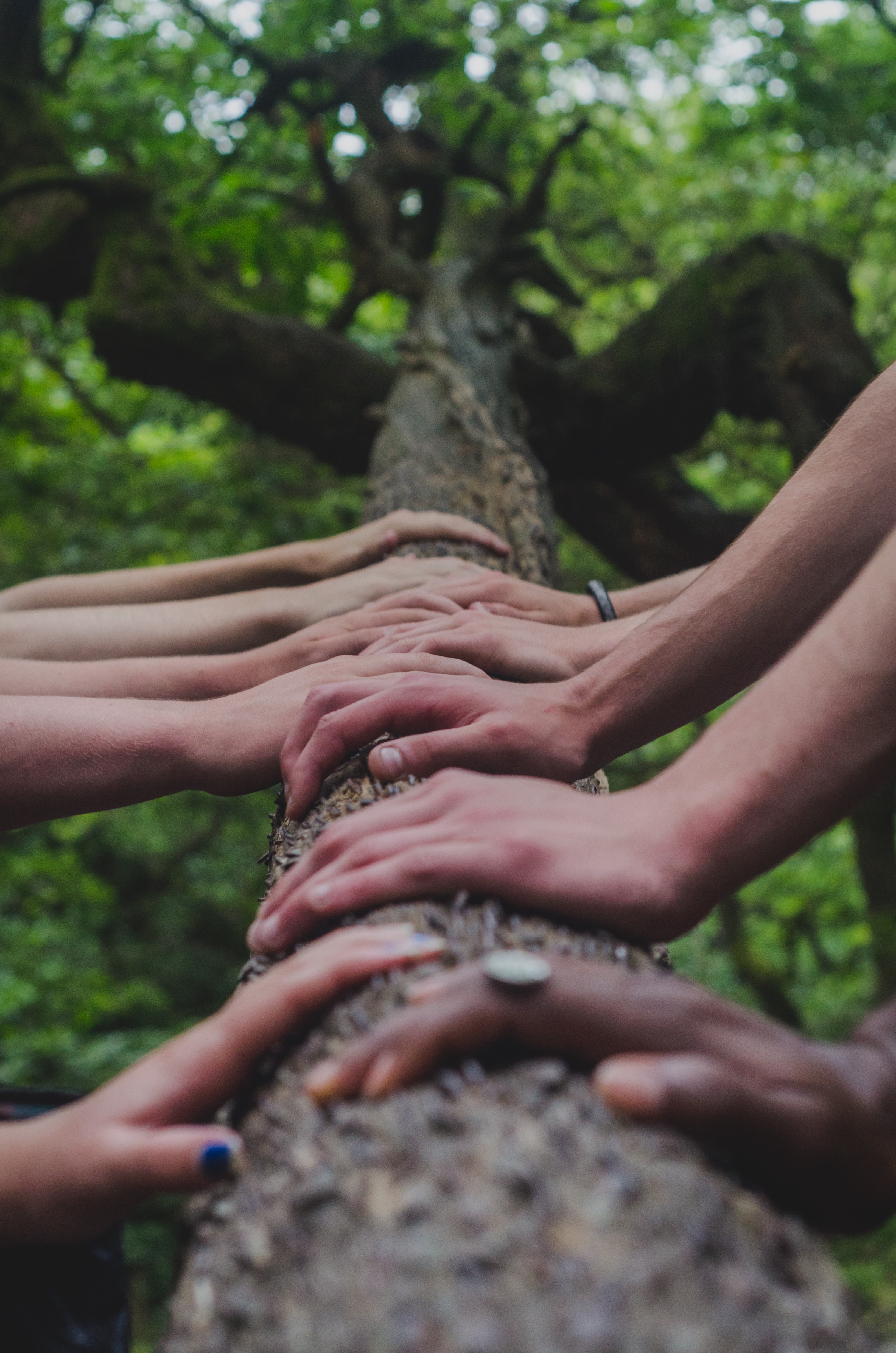 A number of people shown with hands resting on a tree trunk